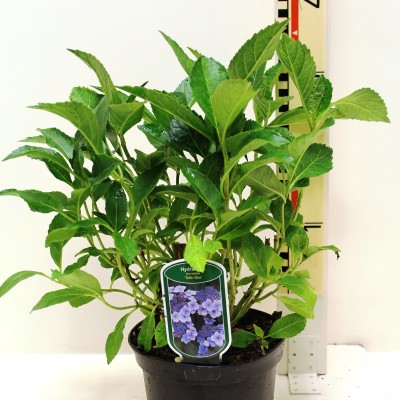 Hydrangea macrophylla 'Blaumeise'